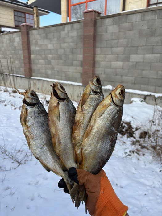 Продается отборный сушенный крупный рыбец!