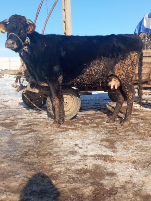 Vând sau schimb vacă