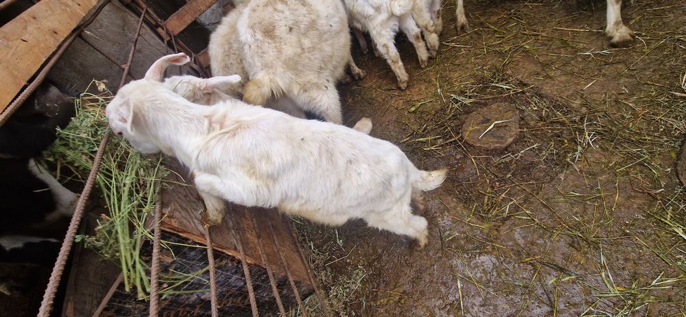 Заеен ешкі лактары сатылады