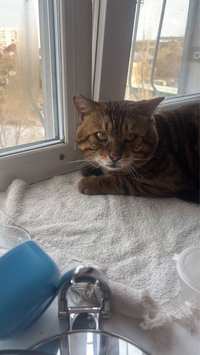 Отдадим кота в добрые руки