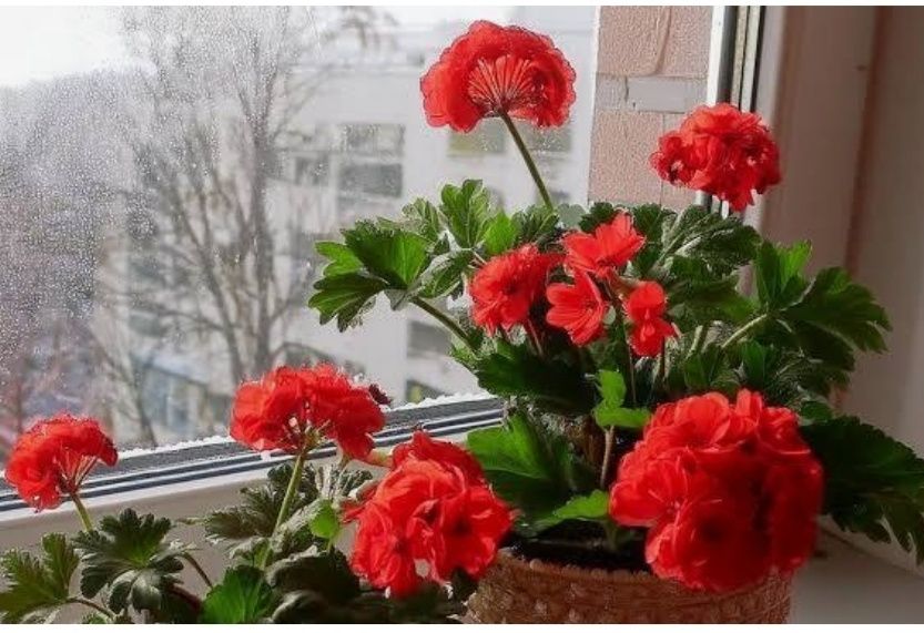 Мята, комнатные растения.