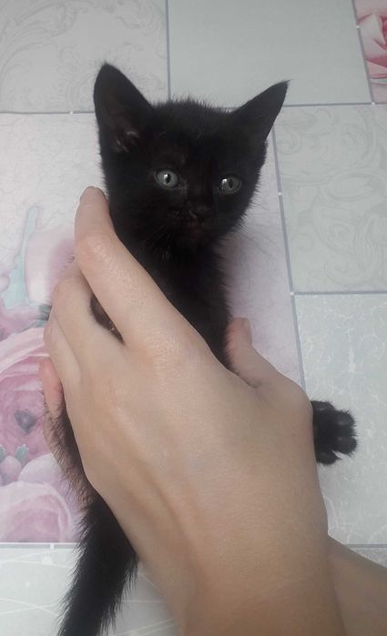 Голубые и черные котята