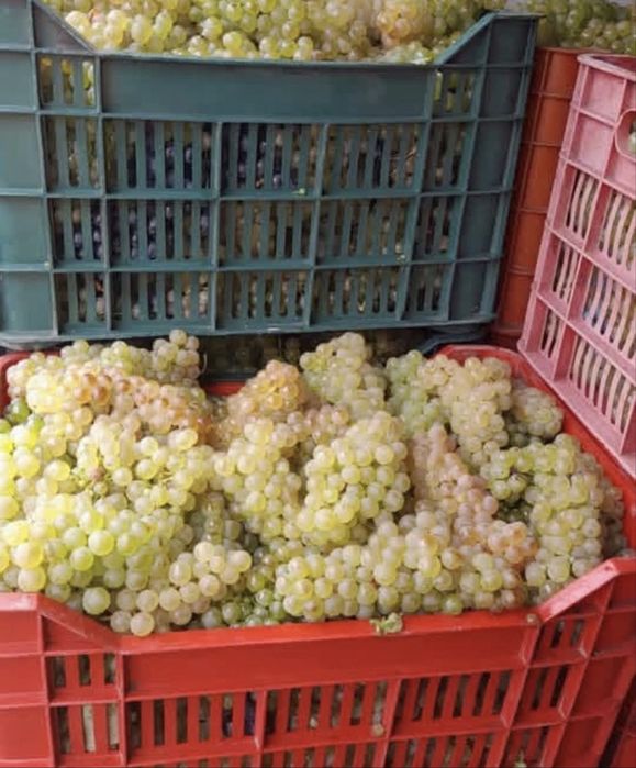 Struguri de vin