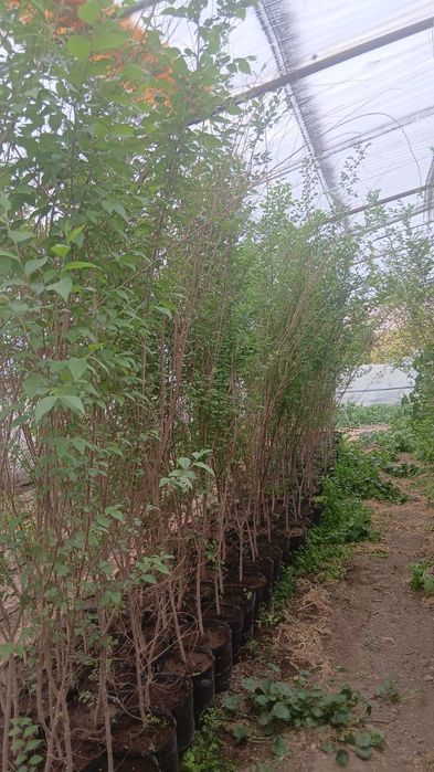 Карагач на продажу