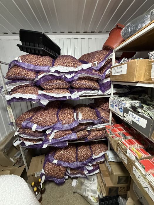 Лук на посадку Стурон, Штутгарден