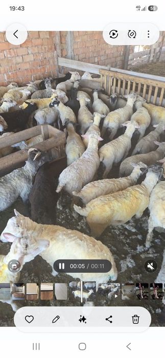 Miei de carne vrea să mută