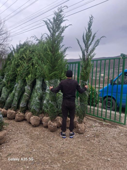 Vând tuia leylandii chiparos