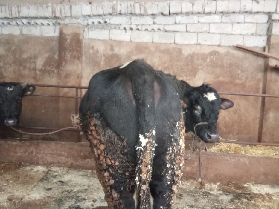 Продажа быка месной