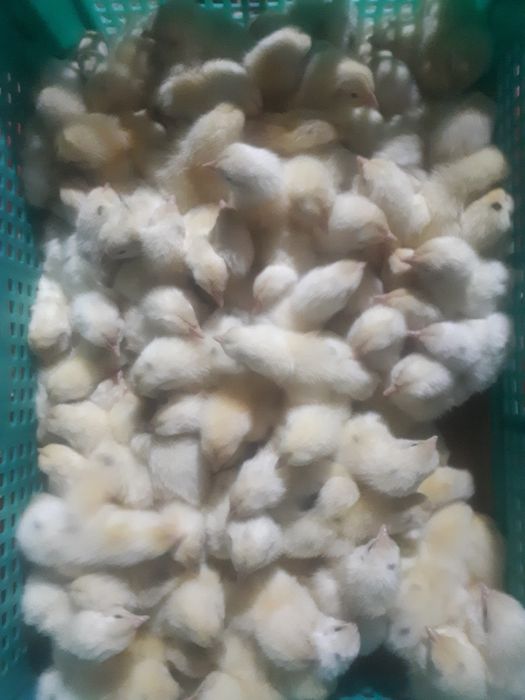 TOVUQ JO'JALAR XAMMASI TOVUQ  100%kafolot beramiz vaksinalari qilinga