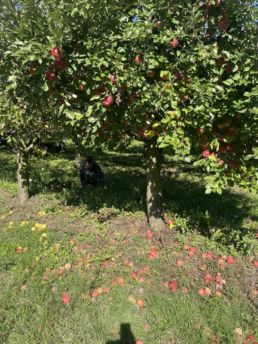 DE VÂNZARE – Casă cu teren și livadă în Săliște, comuna Băsești