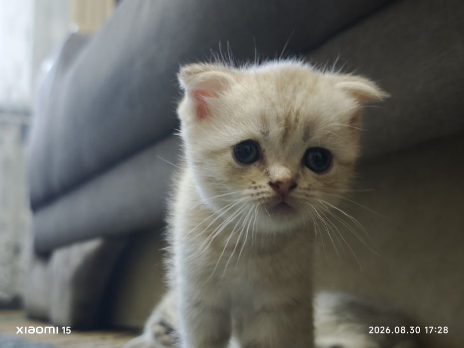 Котята скоттиш страйт и скоттиш фолдд