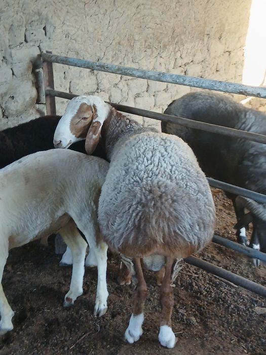 Navoiy Qo'chqorlar sotiladi. Suyib ham beriladi.