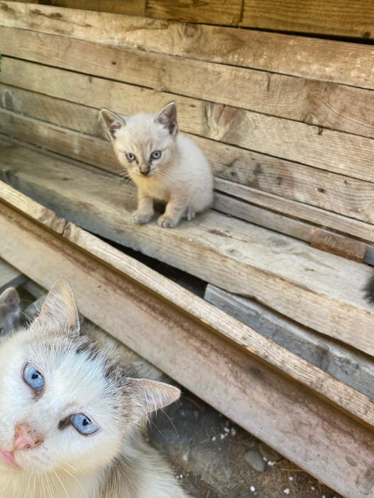 Pisici pentru adoptie