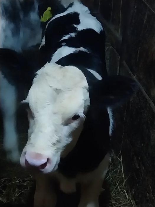 Vând vitei belga și baltat