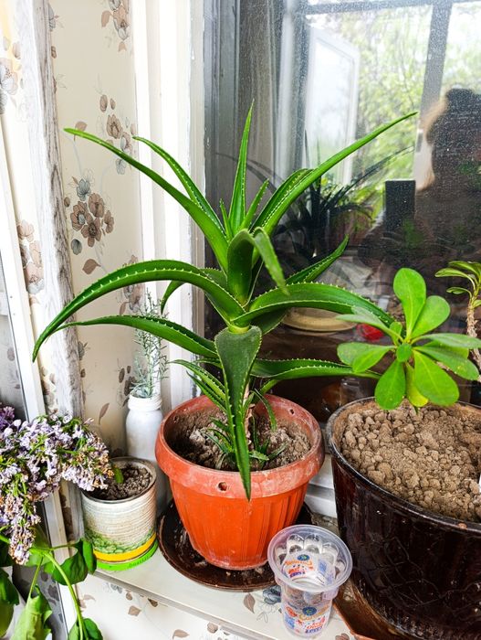 Алое лечебный  5-ти летньий