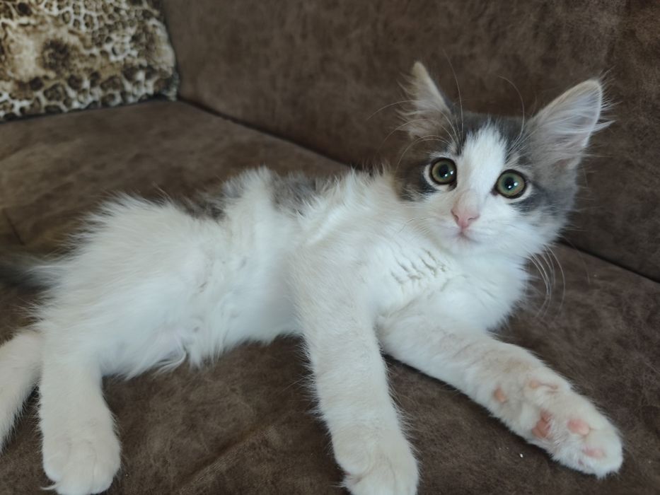 Потерялся маленький котенок