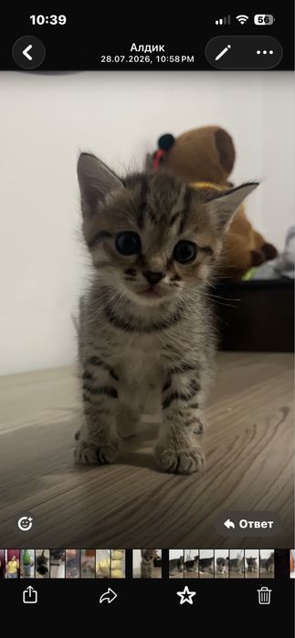 Отдам котиков в добрые руки!