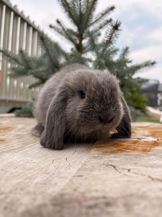 Iepuri pitici de companie mini lop/berbec pitic/holland lop