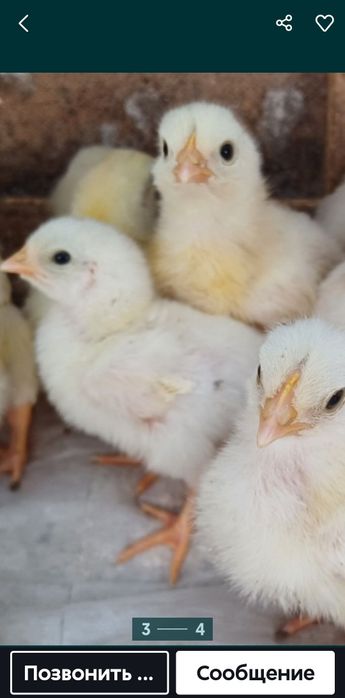 Срочно продам 20 подосщеных бройлеров.