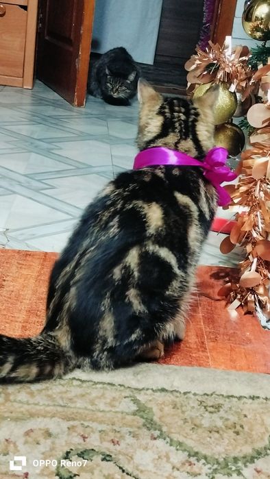 Срочно продам бенгала мальчик,4 месяца,торг