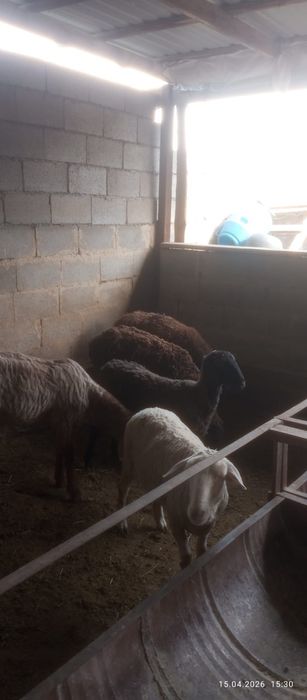 Сатамын саулык койлар 85000 нан