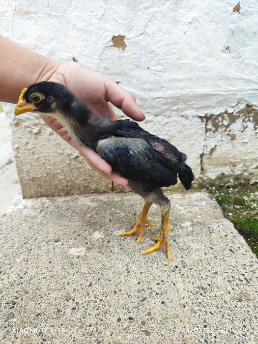 Shalpang Joʻjalar sotiladi