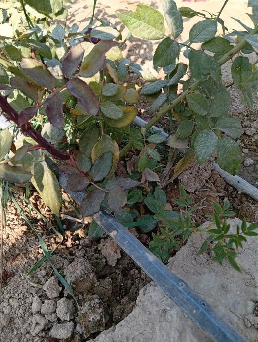 Jinsiy daraxt boglangan