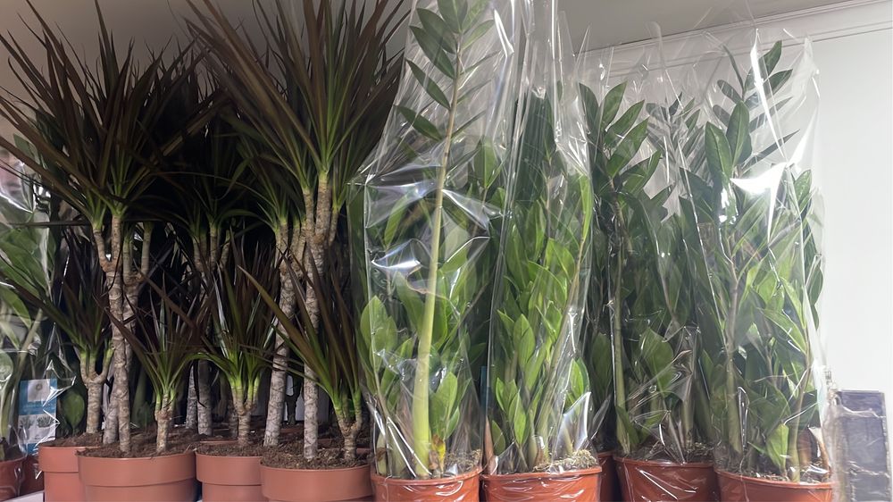 Долларовое дерево 50-55 см