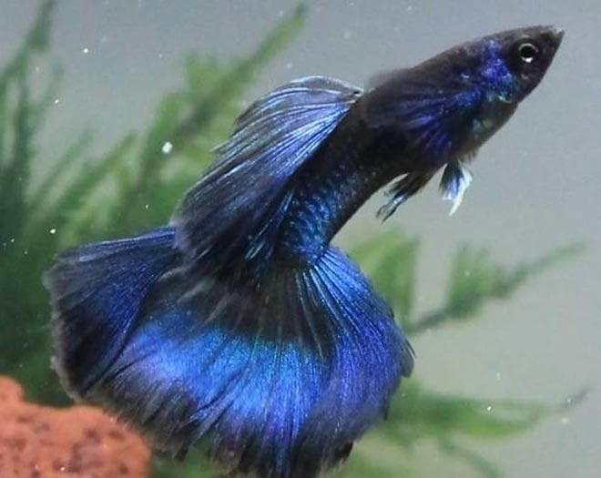 Гуппи Московский синий