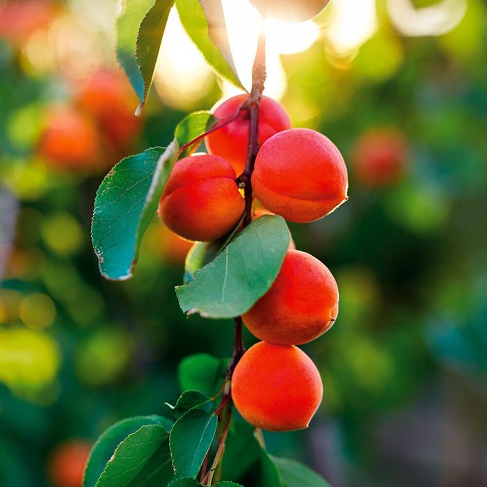 Cais Cireasa SUNROSSO