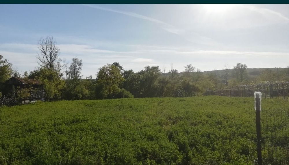 Lucerna însămânțare martie 2026