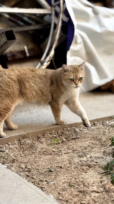 Britanskiy Zolataya chinchilla