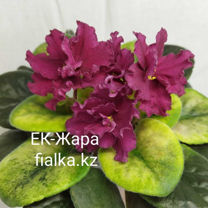 Комнатные фиалки, продам фиалки!!!