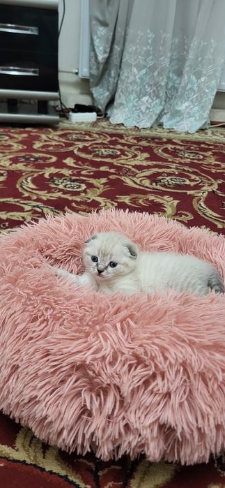 Чиройли мушук болачаси