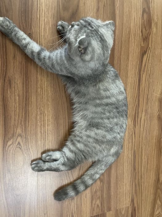 Кошка Шотландская вислоу
