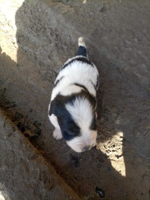 Подарявам малки кученца каракачанки