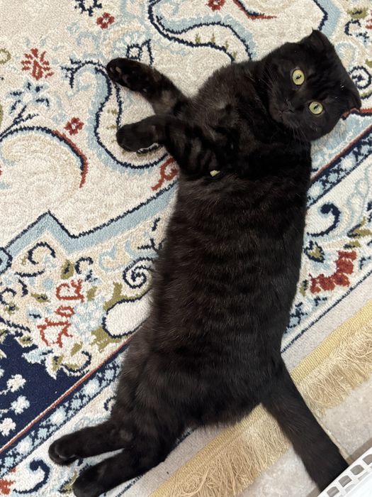 Кошка - Шотландская вислоухая кошка