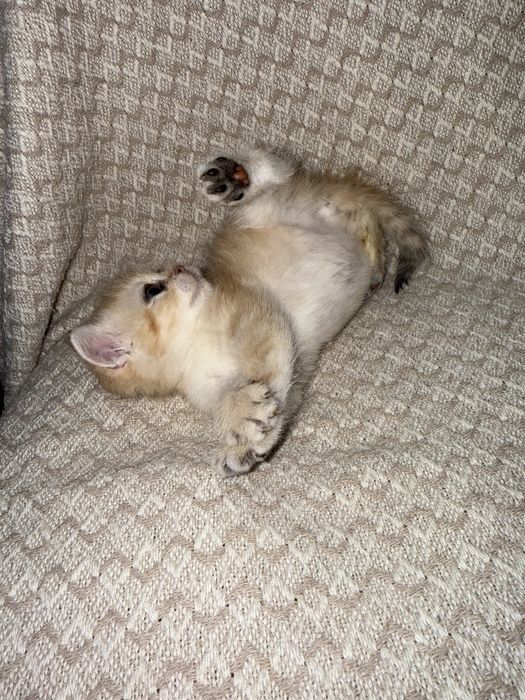Котята Шиншиллы британци