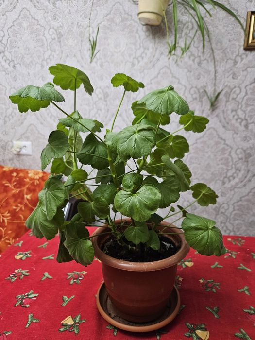 Продам герань розовую