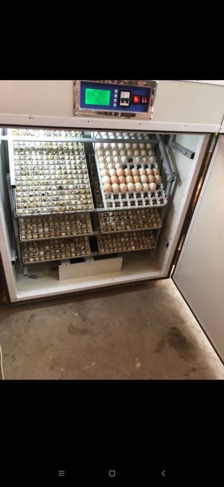 Inkubatir xizmatilari bor bedana tovuq tuximlarini ochirib beramiz