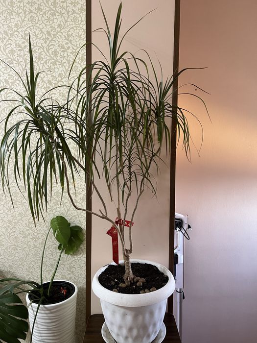 Комнатные цветы для офиса, школ