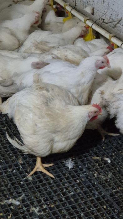 Pui de carne din gospodarie