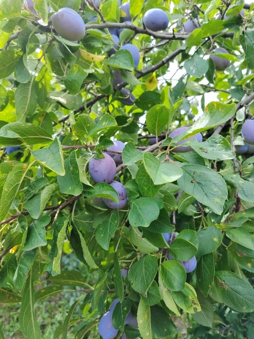 Prune centenar de vânzare