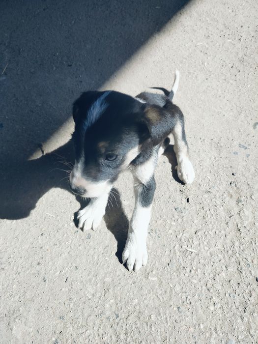 Продам щеньков Тобет доберман. Төбет пен доберман күшігін сатамын.
