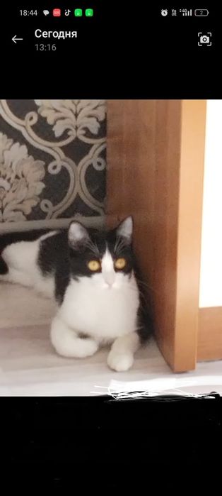 Отдам кошку в добрые руки
