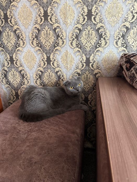 Котята, девочки