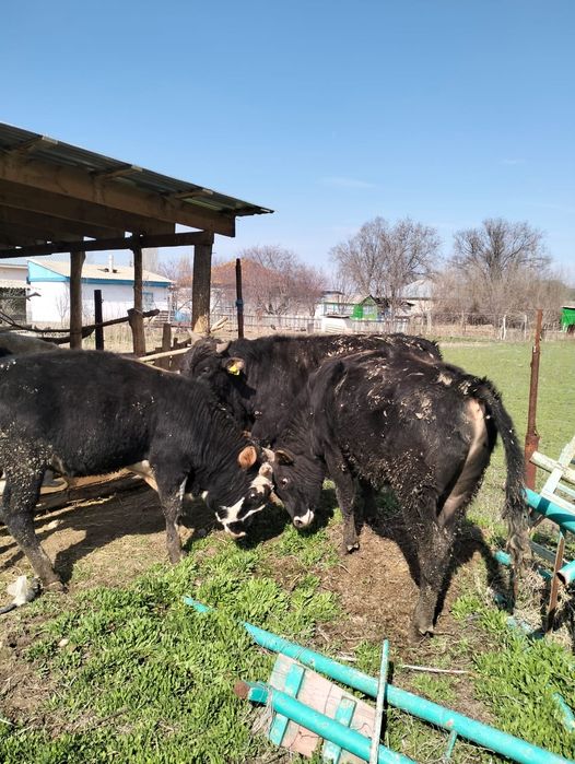 Байланған бұқалар сатылады