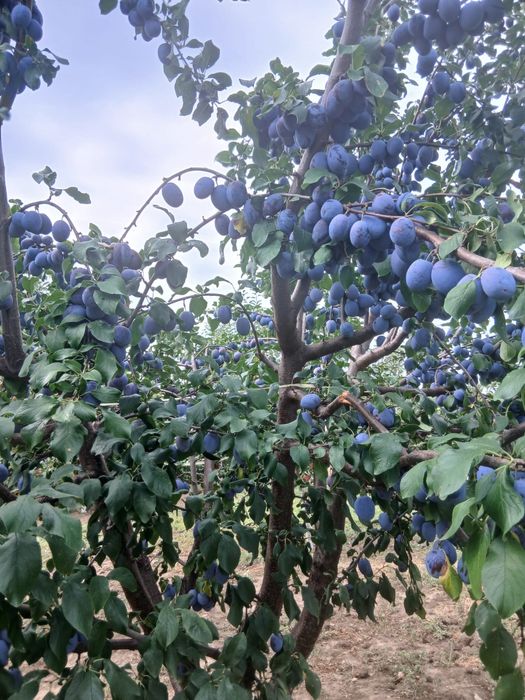 Vand prune 2 lei kg si mere la fel