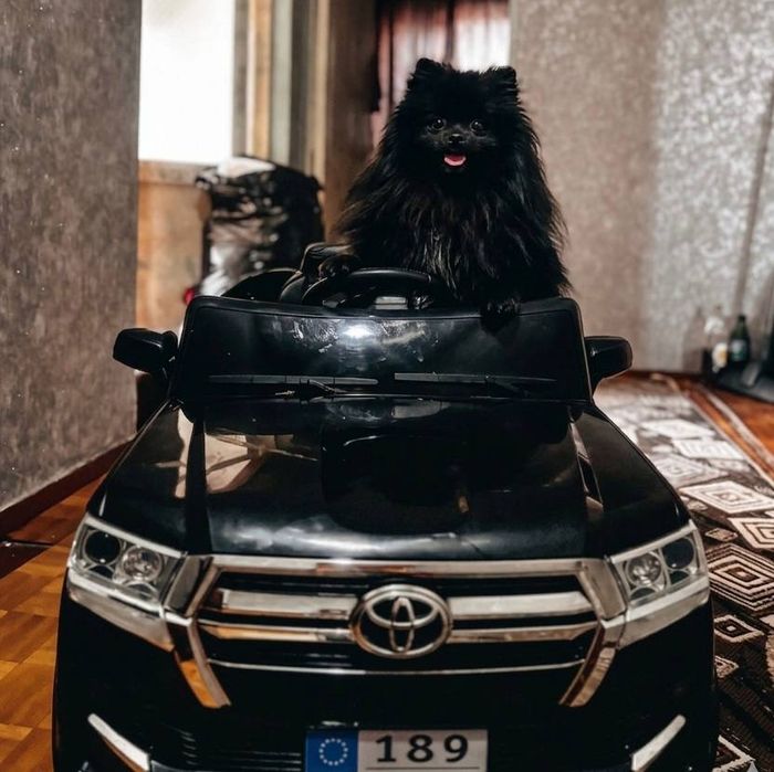 Вязка ищет подружку