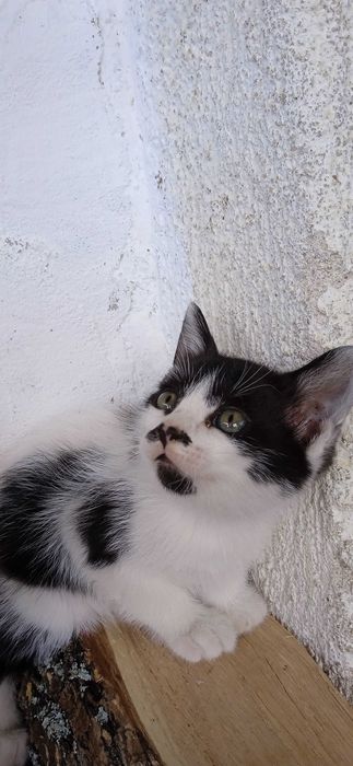 Подарявам котета